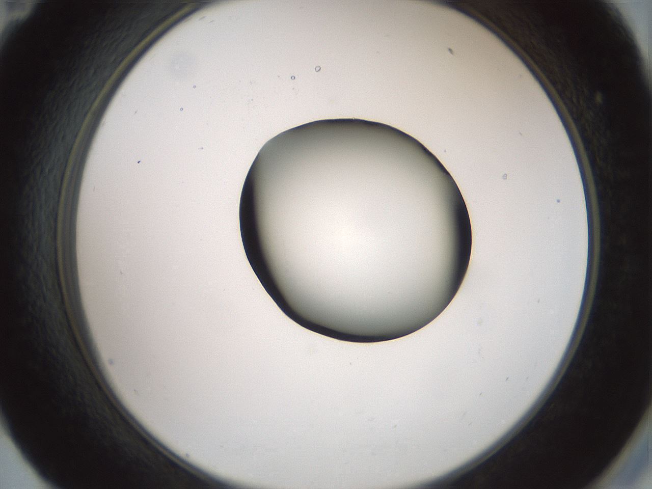 folderID229_plateID1229_batchID3781_wellNum59_profileID1_d2_r71612_ef.jpg