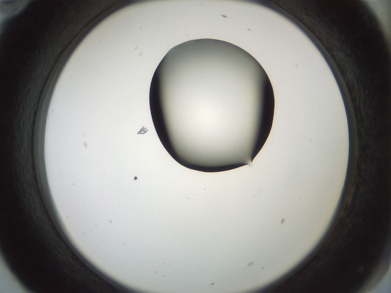 folderID229_plateID1229_batchID3781_wellNum70_profileID1_d2_r71623_ef.jpg