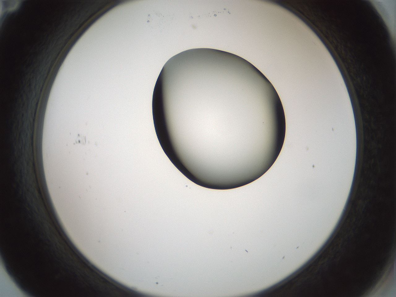 folderID229_plateID1229_batchID3781_wellNum71_profileID1_d2_r71624_ef.jpg