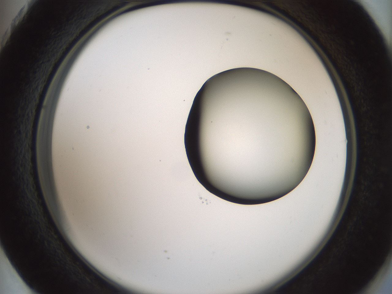 folderID229_plateID1229_batchID3781_wellNum73_profileID1_d2_r71626_ef.jpg