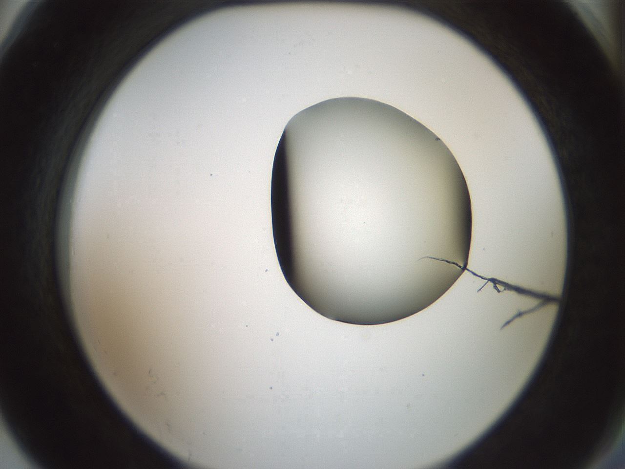 folderID229_plateID1229_batchID3781_wellNum78_profileID1_d2_r71631_ef.jpg