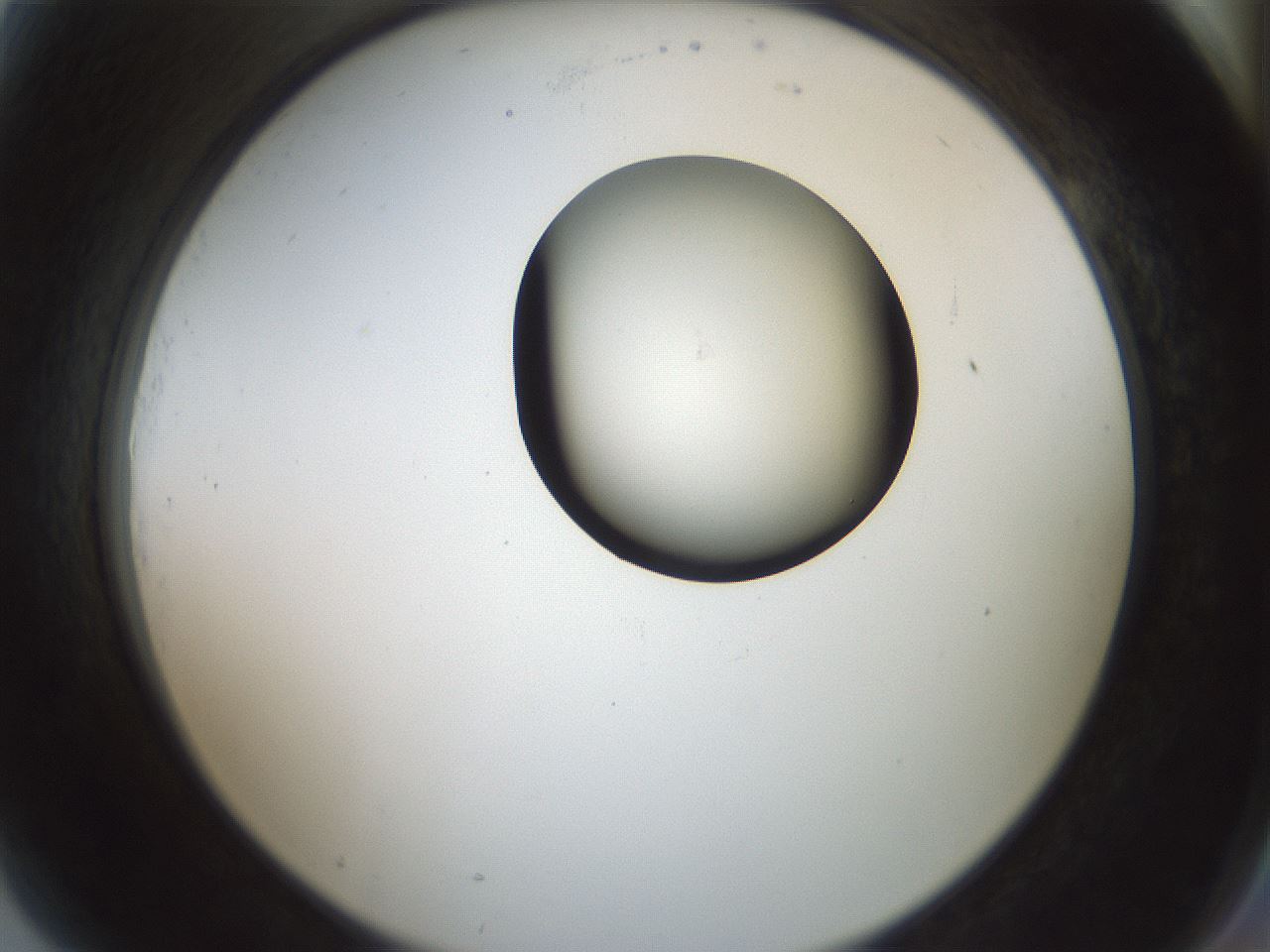 folderID229_plateID1229_batchID3781_wellNum81_profileID1_d2_r71634_ef.jpg