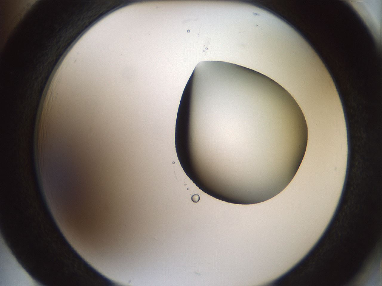 folderID229_plateID1229_batchID3781_wellNum85_profileID1_d2_r71638_ef.jpg