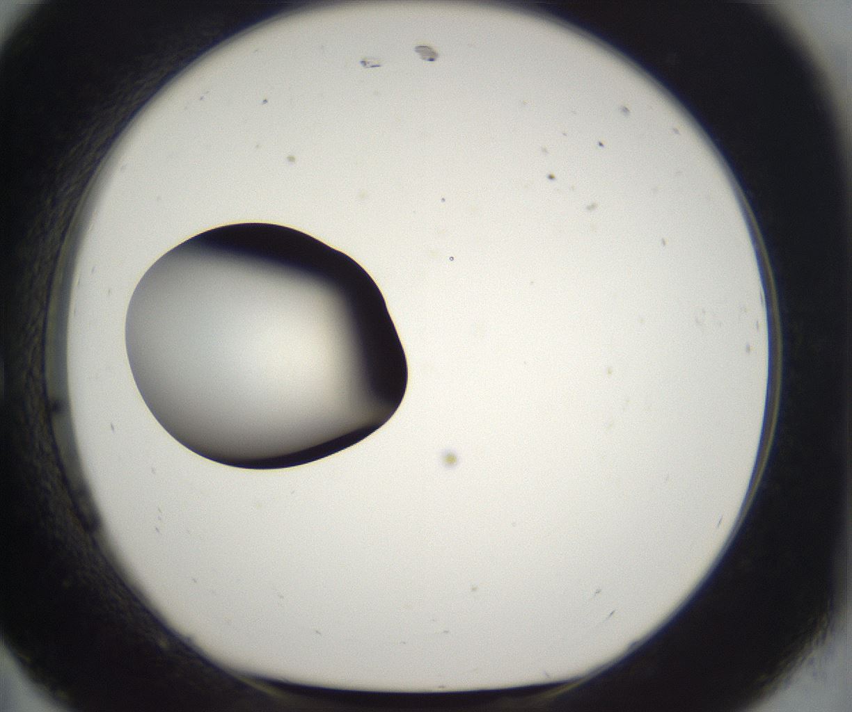 folderID229_plateID2229_batchID10100_wellNum11_profileID1_d1_r154095_ef.jpg