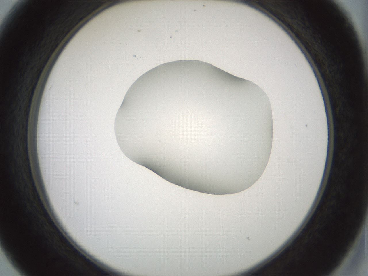 folderID230_plateID1230_batchID3779_wellNum15_profileID1_d2_r71664_ef.jpg