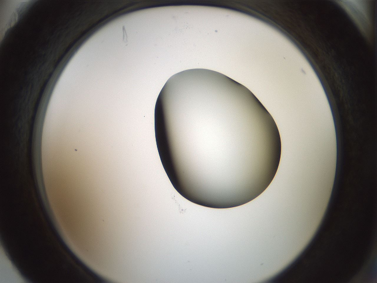 folderID229_plateID1229_batchID3781_wellNum88_profileID1_d2_r71641_ef.jpg
