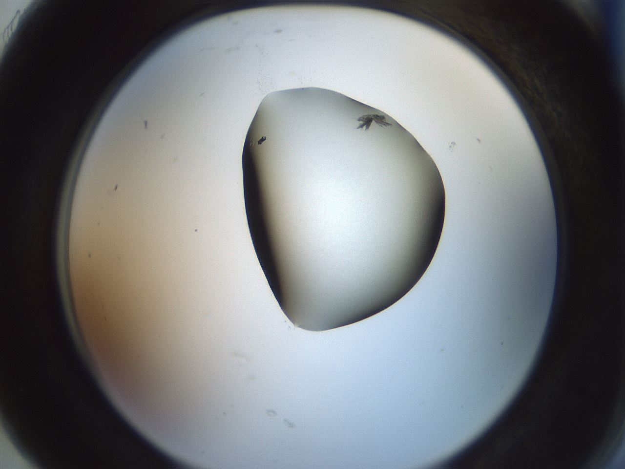 folderID229_plateID1229_batchID3781_wellNum91_profileID1_d2_r71644_ef.jpg
