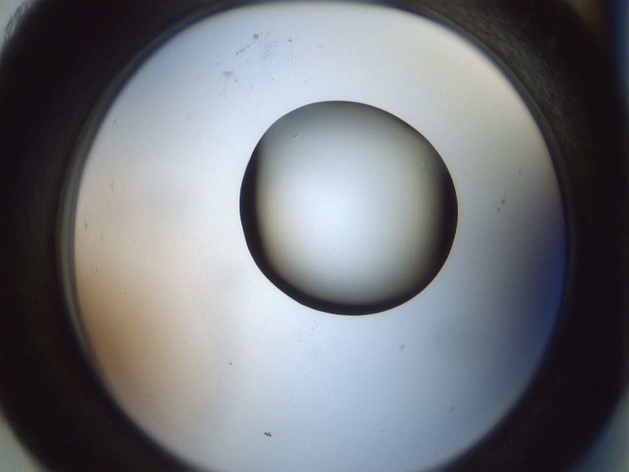 folderID229_plateID1229_batchID3781_wellNum93_profileID1_d2_r71646_ef.jpg