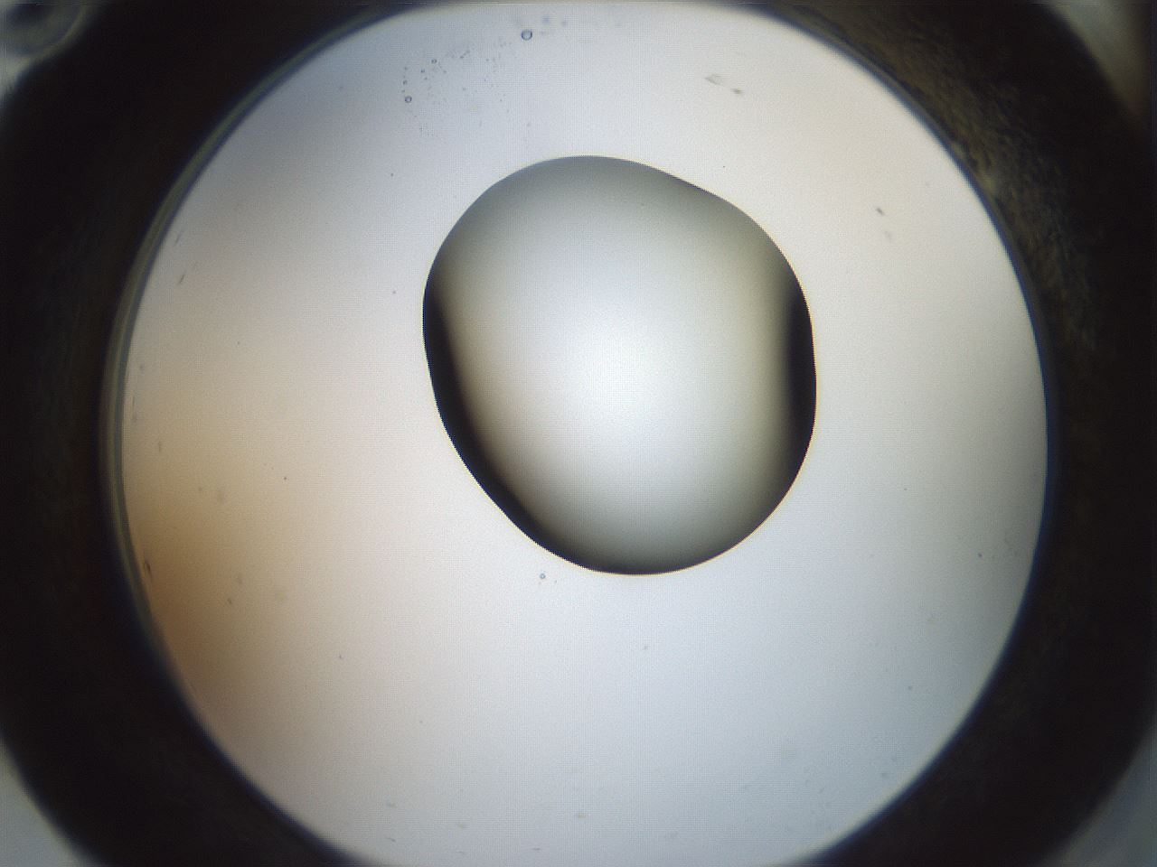 folderID229_plateID1229_batchID3781_wellNum94_profileID1_d2_r71647_ef.jpg