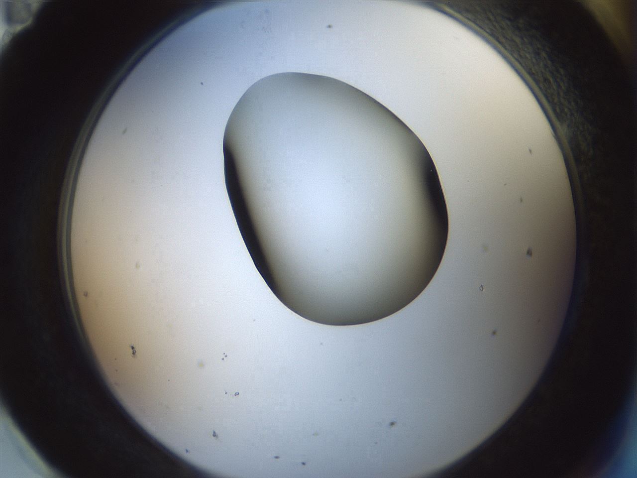 folderID229_plateID1229_batchID3781_wellNum95_profileID1_d2_r71648_ef.jpg