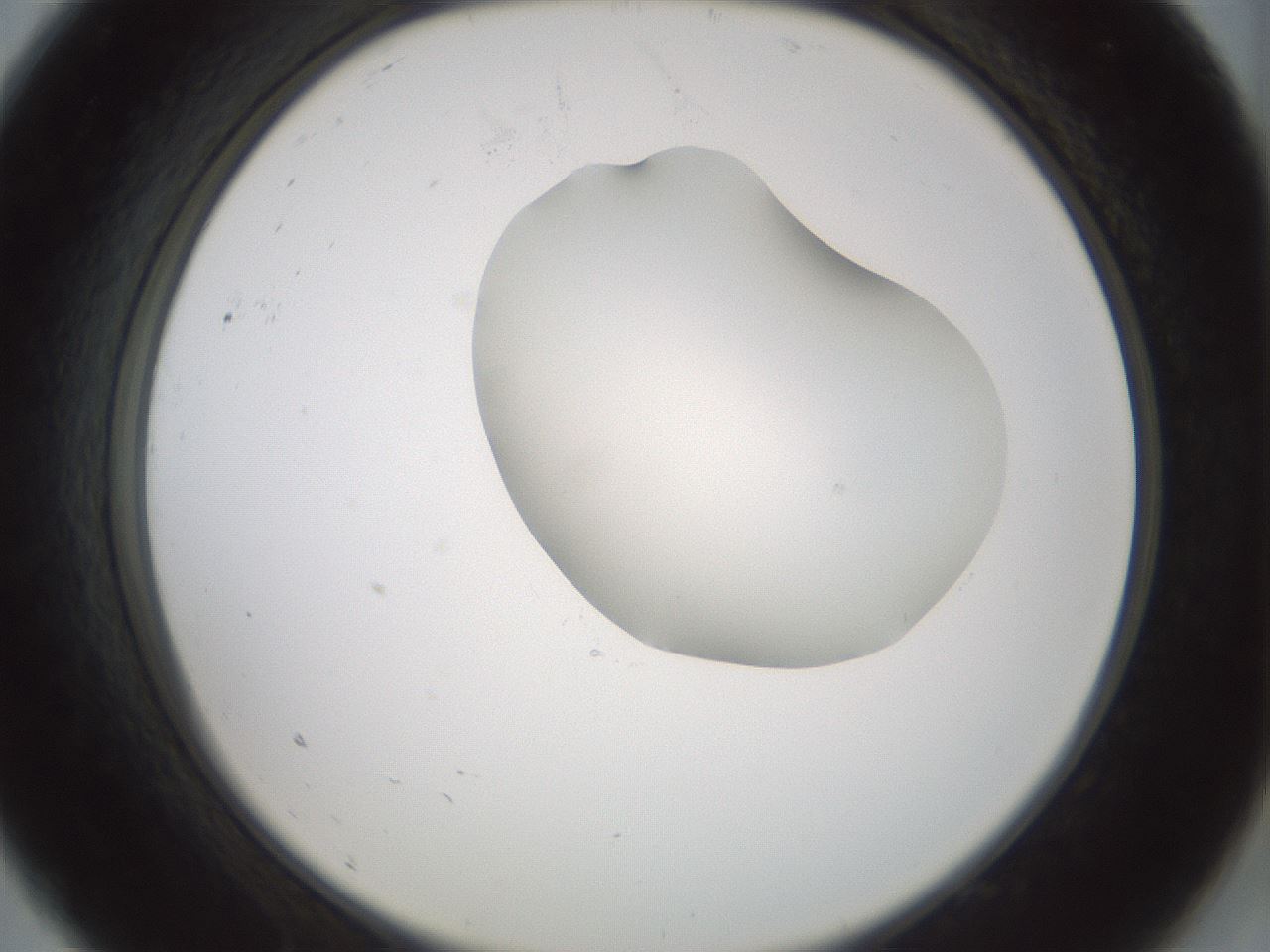folderID229_plateID1229_batchID3781_wellNum9_profileID1_d2_r71562_ef.jpg