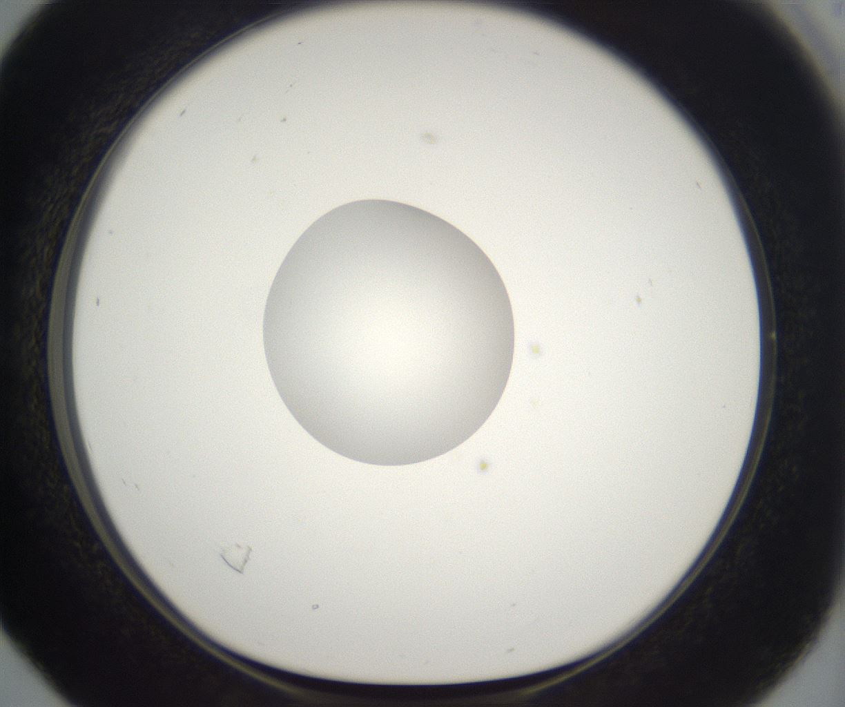 folderID229_plateID2229_batchID10100_wellNum16_profileID1_d1_r154105_ef.jpg