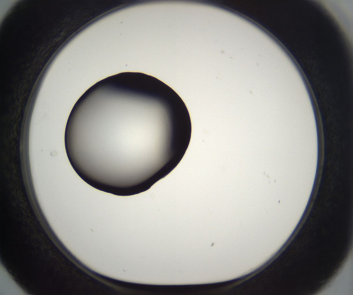 folderID229_plateID2229_batchID10100_wellNum29_profileID1_d1_r154131_ef.jpg