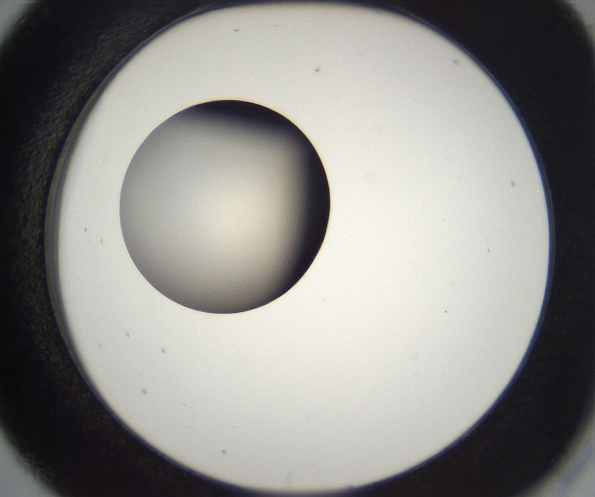folderID229_plateID2229_batchID10100_wellNum5_profileID1_d2_r154084_ef.jpg