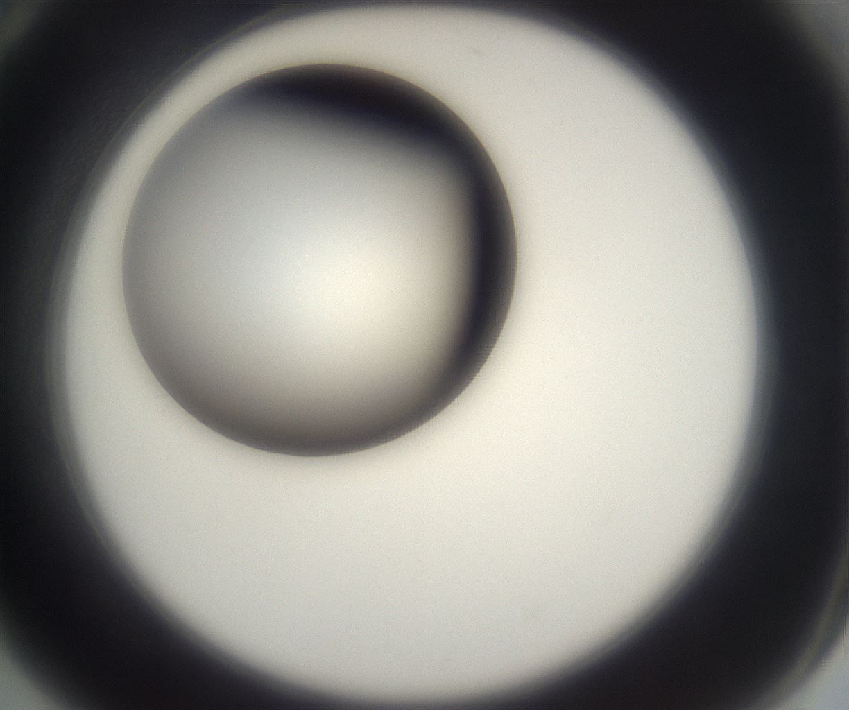 folderID229_plateID2229_batchID10100_wellNum70_profileID1_d2_r154214_ef.jpg