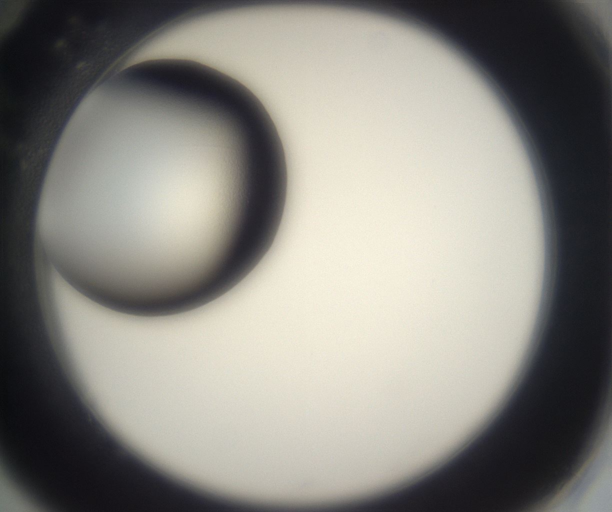 folderID229_plateID2229_batchID10100_wellNum82_profileID1_d2_r154238_ef.jpg