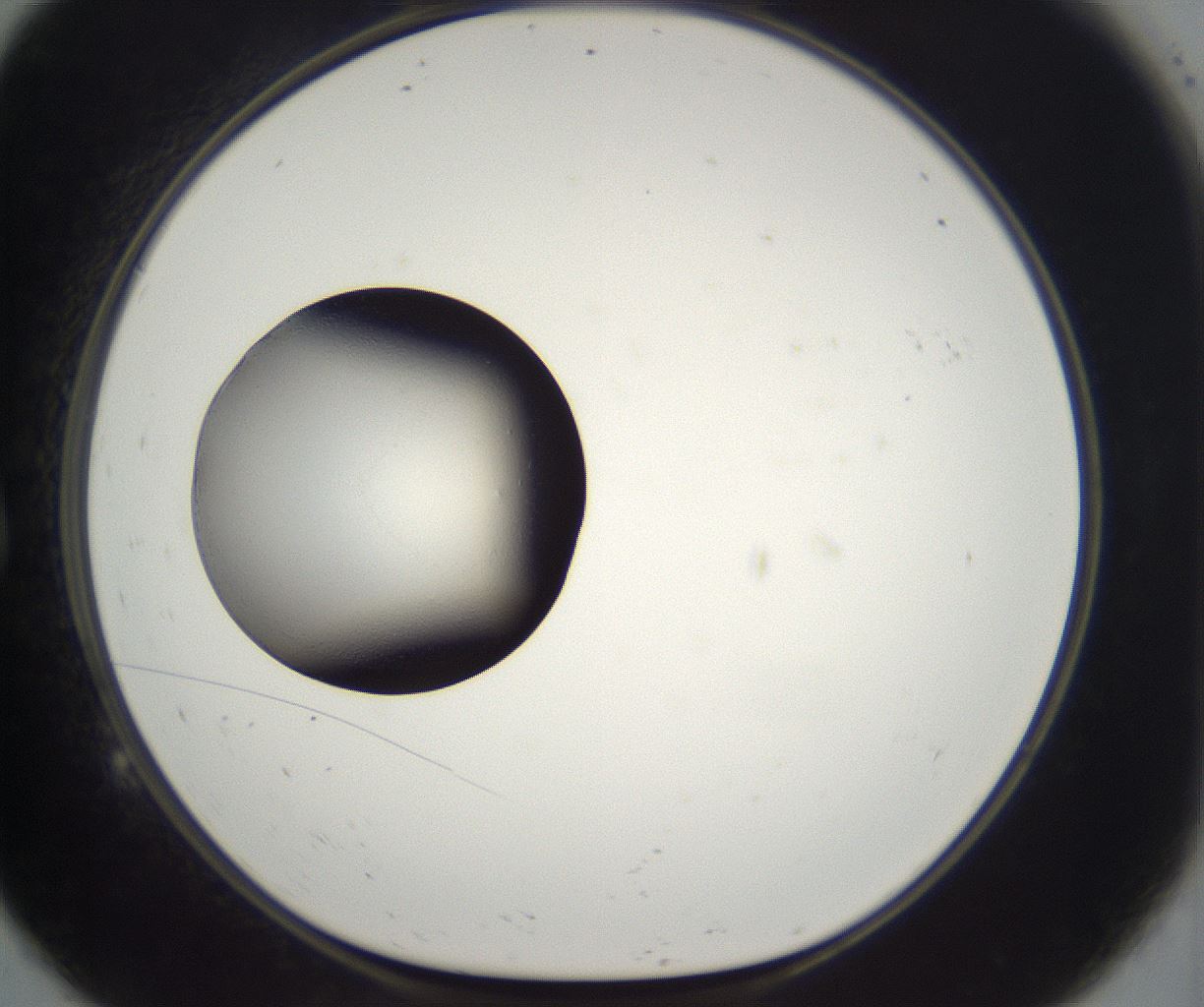 folderID229_plateID2229_batchID10100_wellNum9_profileID1_d1_r154091_ef.jpg
