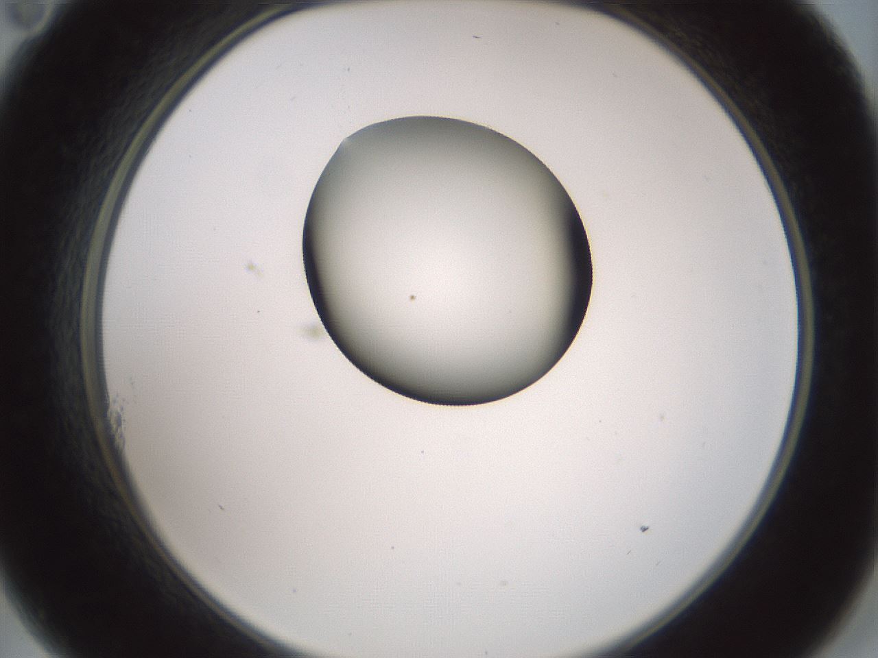 folderID230_plateID1230_batchID3779_wellNum11_profileID1_d2_r71660_ef.jpg