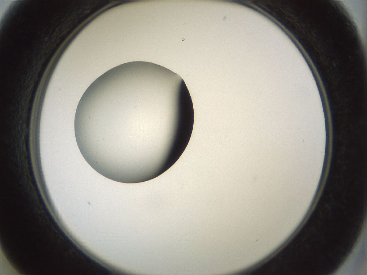 folderID230_plateID1230_batchID3779_wellNum13_profileID1_d2_r71662_ef.jpg