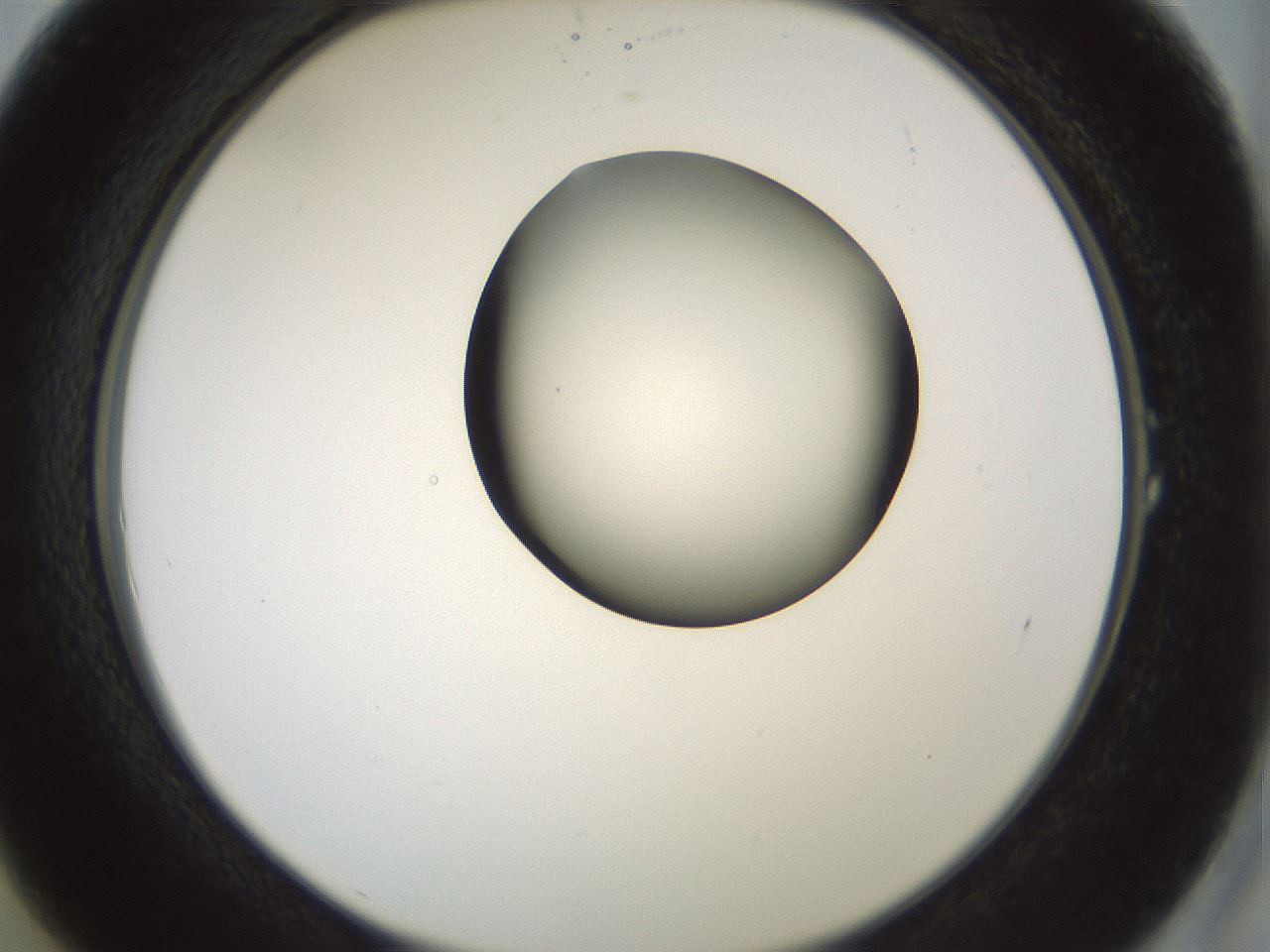 folderID230_plateID1230_batchID3779_wellNum1_profileID1_d2_r71650_ef.jpg