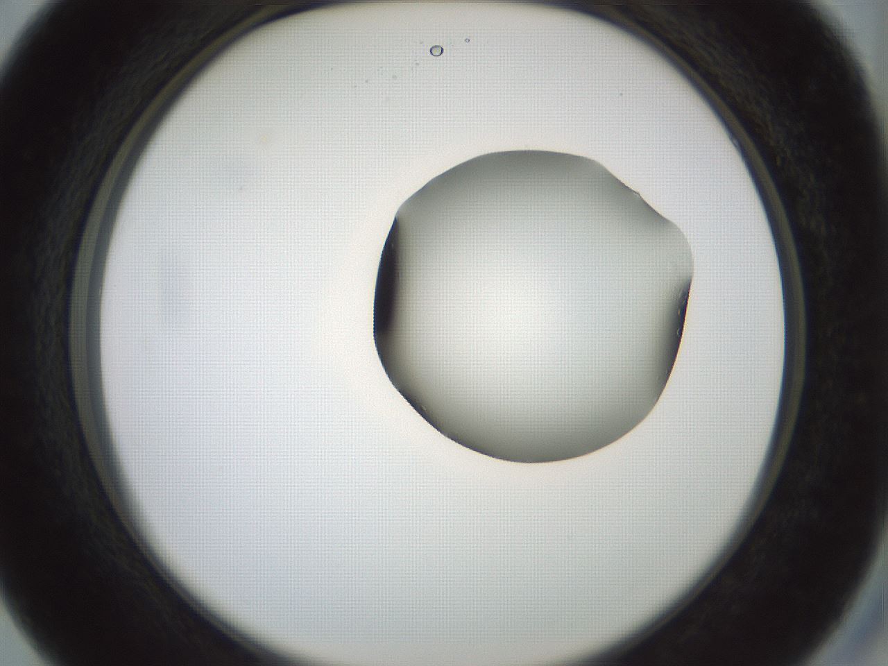 folderID230_plateID1230_batchID3779_wellNum27_profileID1_d2_r71676_ef.jpg