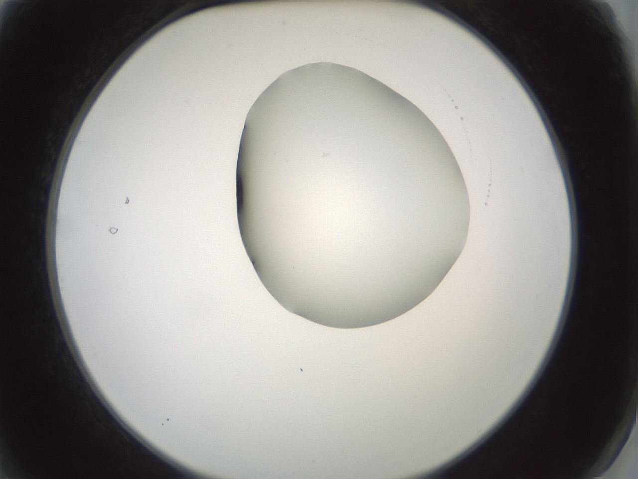folderID230_plateID1230_batchID3779_wellNum2_profileID1_d2_r71651_ef.jpg