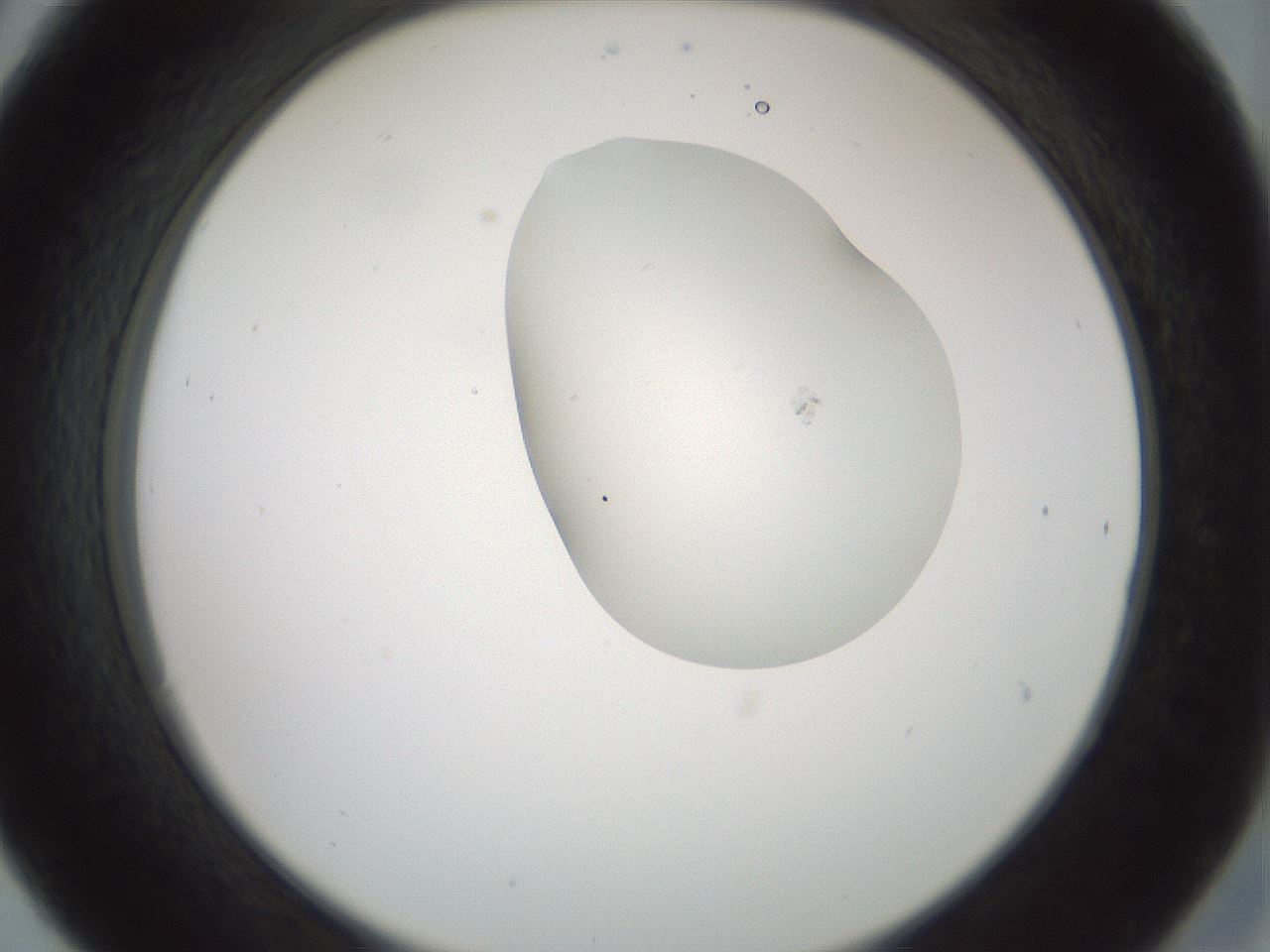 folderID230_plateID1230_batchID3779_wellNum30_profileID1_d2_r71679_ef.jpg