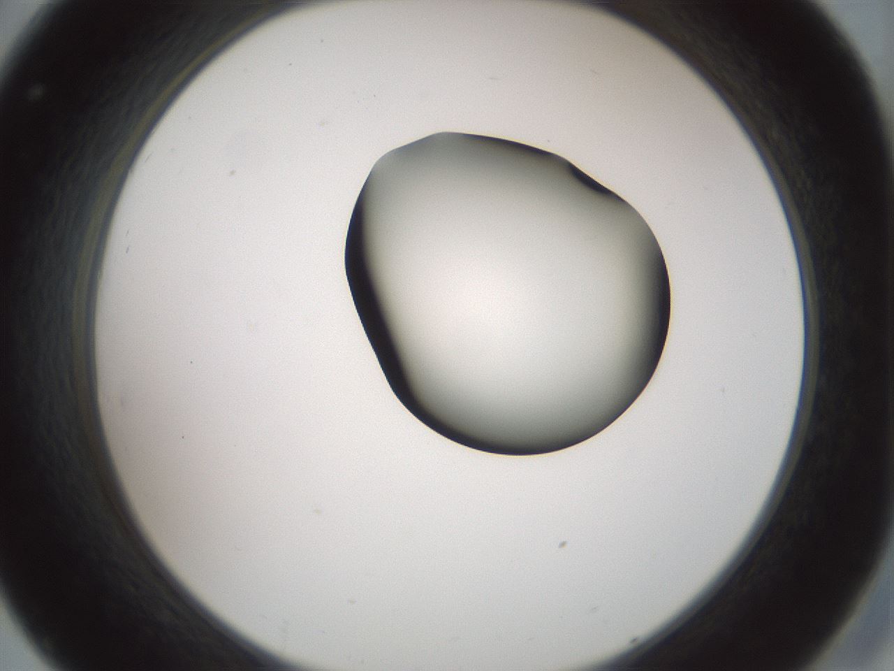 folderID230_plateID1230_batchID3779_wellNum32_profileID1_d2_r71681_ef.jpg