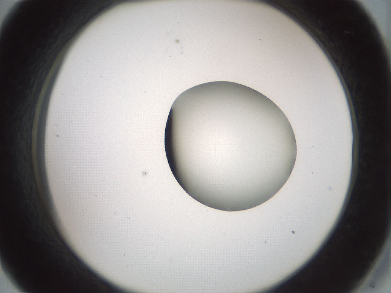 folderID230_plateID1230_batchID3779_wellNum33_profileID1_d2_r71682_ef.jpg