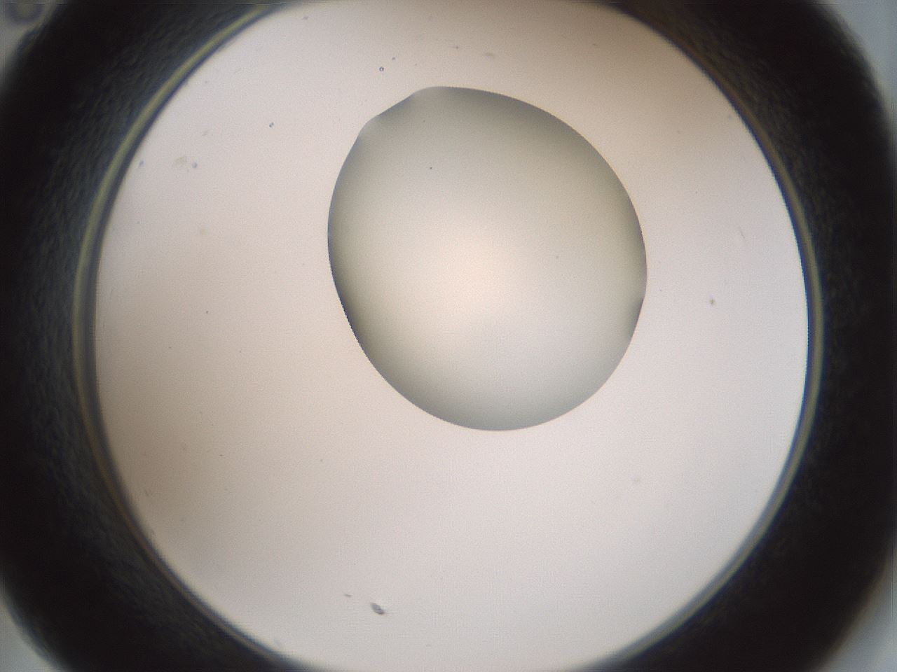 folderID230_plateID1230_batchID3779_wellNum35_profileID1_d2_r71684_ef.jpg