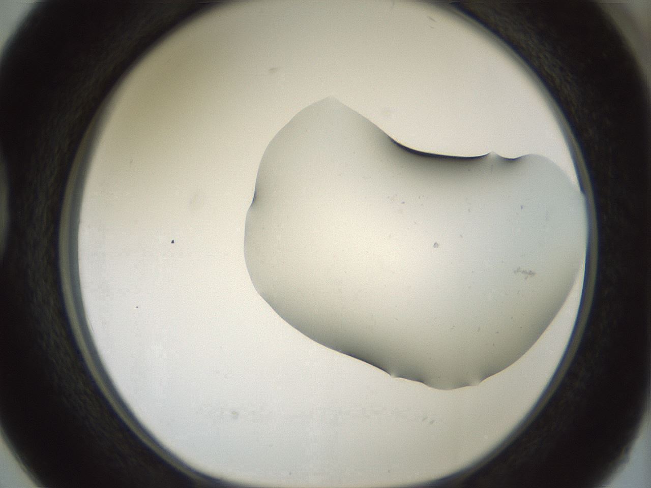 folderID230_plateID1230_batchID3779_wellNum38_profileID1_d1_r70245_ef.jpg