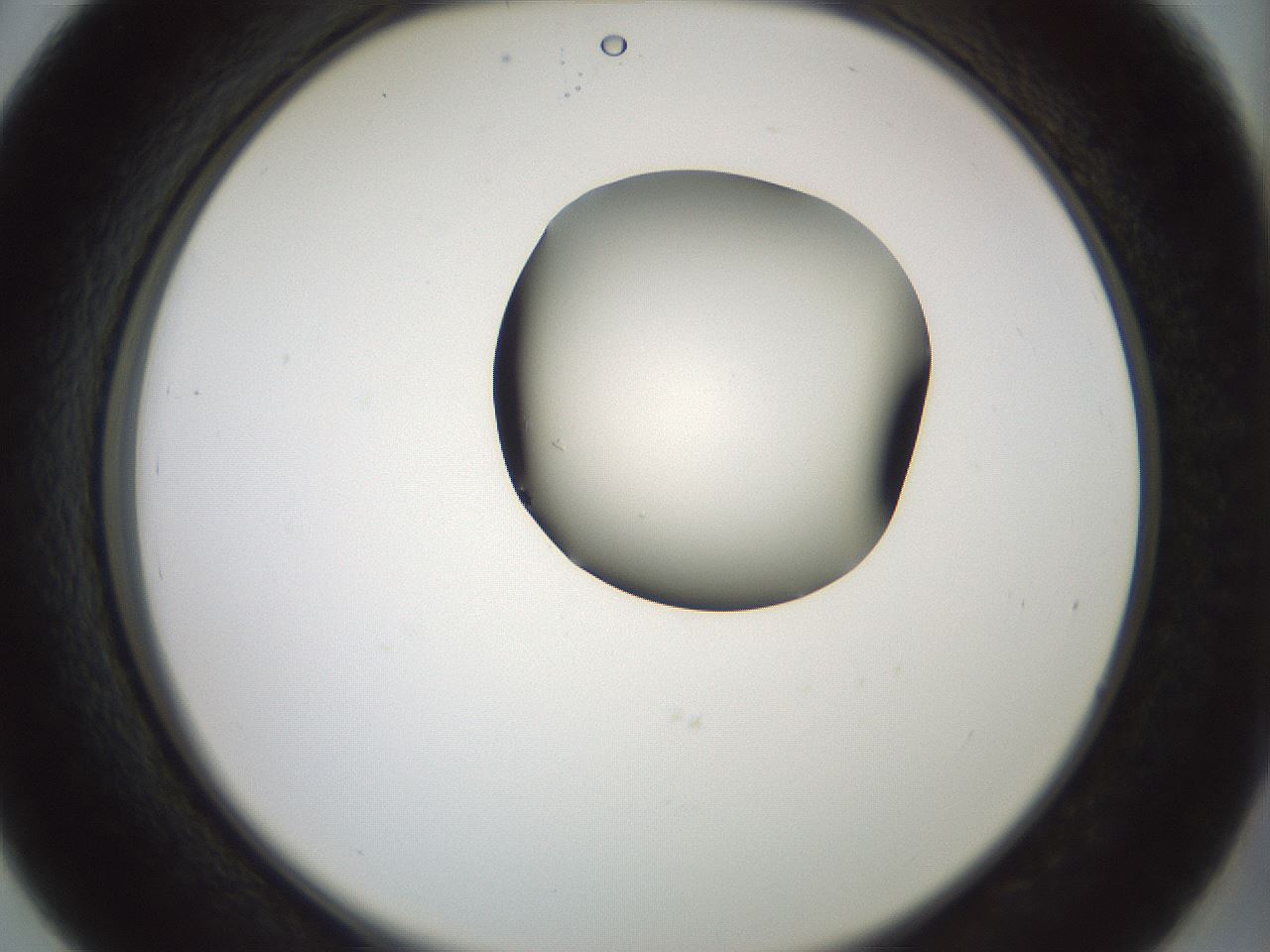 folderID230_plateID1230_batchID3779_wellNum39_profileID1_d2_r71688_ef.jpg