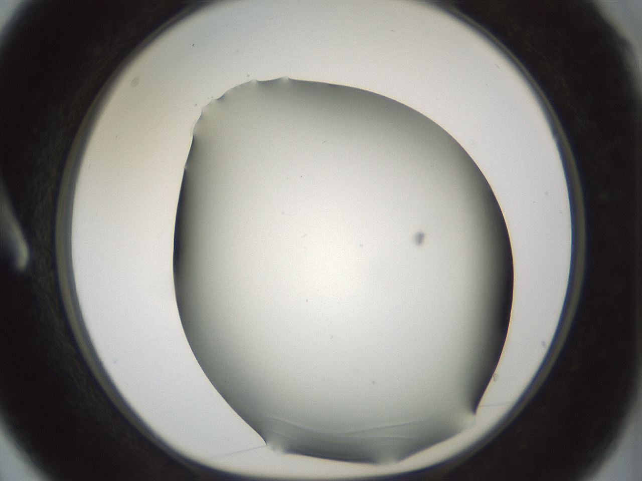 folderID230_plateID1230_batchID3779_wellNum3_profileID1_d1_r70210_ef.jpg