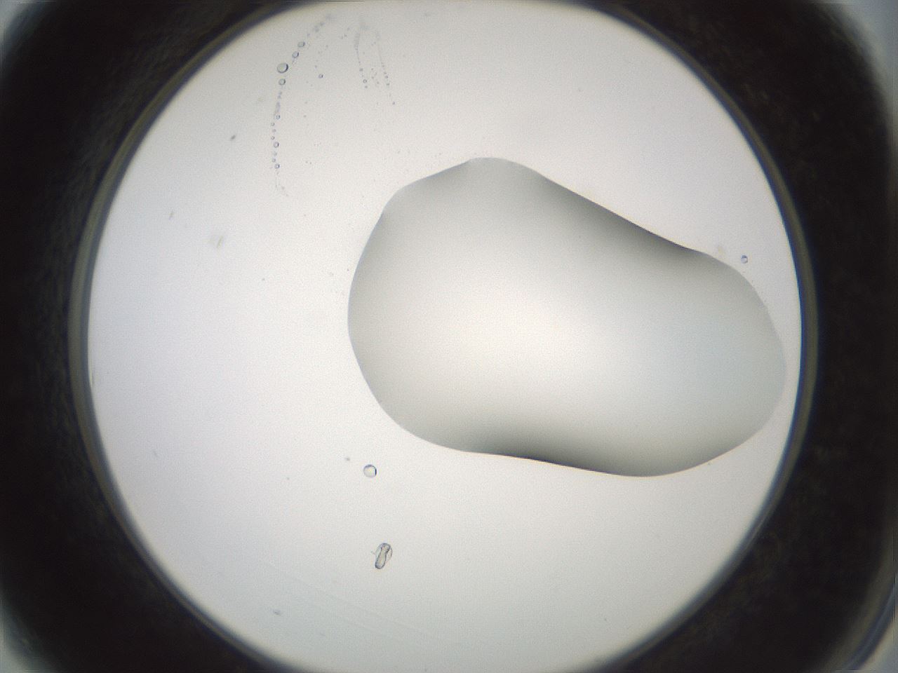folderID230_plateID1230_batchID3779_wellNum3_profileID1_d2_r71652_ef.jpg