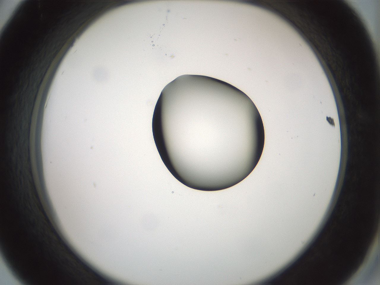 folderID230_plateID1230_batchID3779_wellNum42_profileID1_d2_r71691_ef.jpg