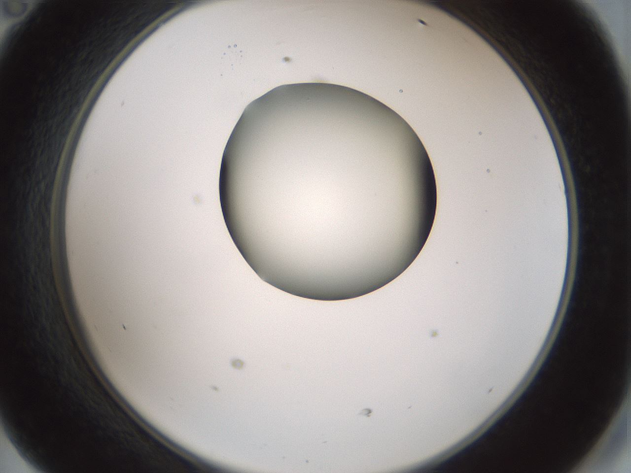 folderID230_plateID1230_batchID3779_wellNum47_profileID1_d2_r71696_ef.jpg