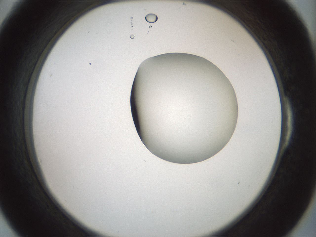 folderID230_plateID1230_batchID3779_wellNum54_profileID1_d2_r71703_ef.jpg
