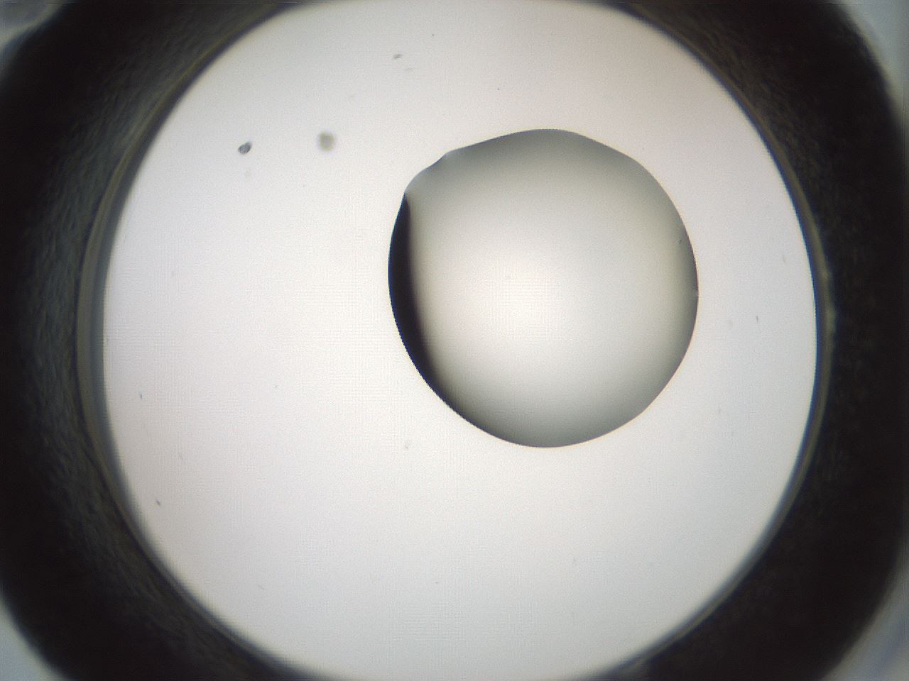 folderID230_plateID1230_batchID3779_wellNum58_profileID1_d2_r71707_ef.jpg