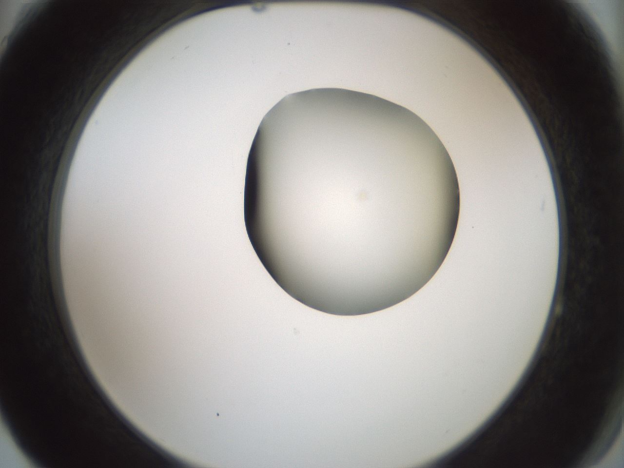 folderID230_plateID1230_batchID3779_wellNum64_profileID1_d2_r71713_ef.jpg