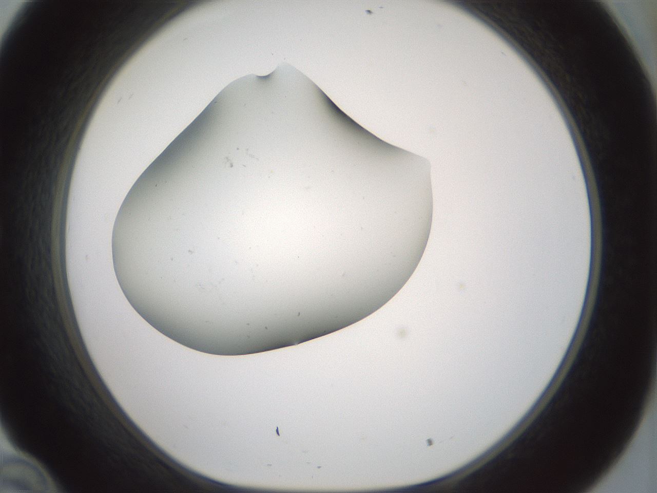 folderID230_plateID1230_batchID3779_wellNum34_profileID1_d1_r70241_ef.jpg