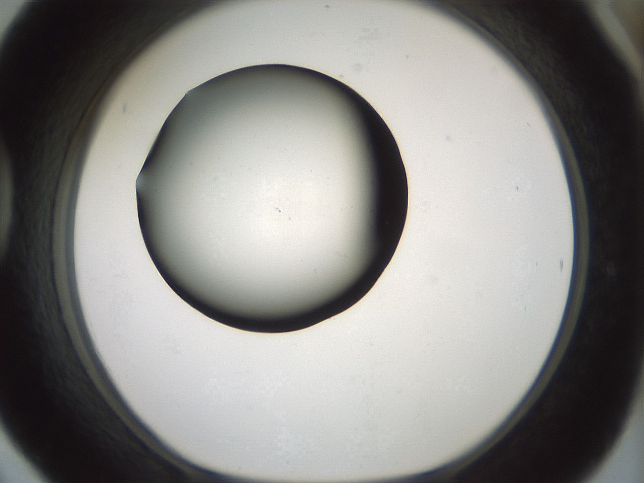 folderID230_plateID1230_batchID3779_wellNum42_profileID1_d1_r70249_ef.jpg