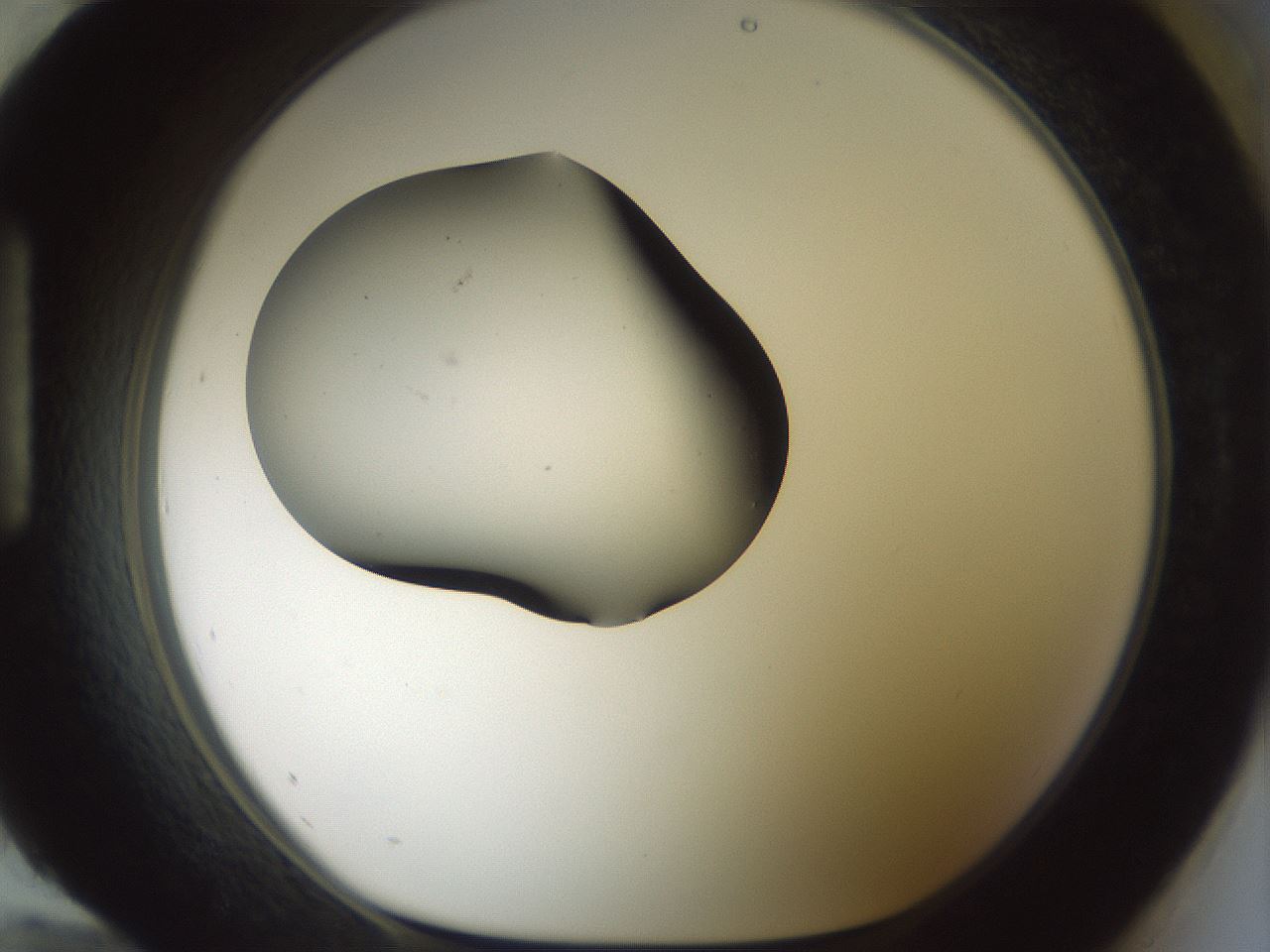 folderID230_plateID1230_batchID3779_wellNum96_profileID1_d1_r70303_ef.jpg