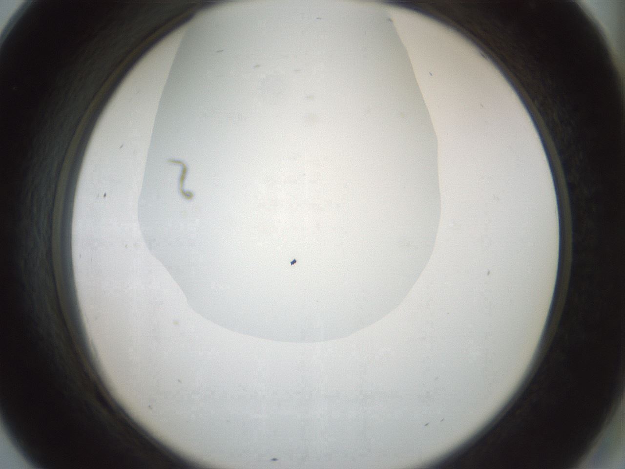 folderID230_plateID1230_batchID3779_wellNum69_profileID1_d2_r71718_ef.jpg