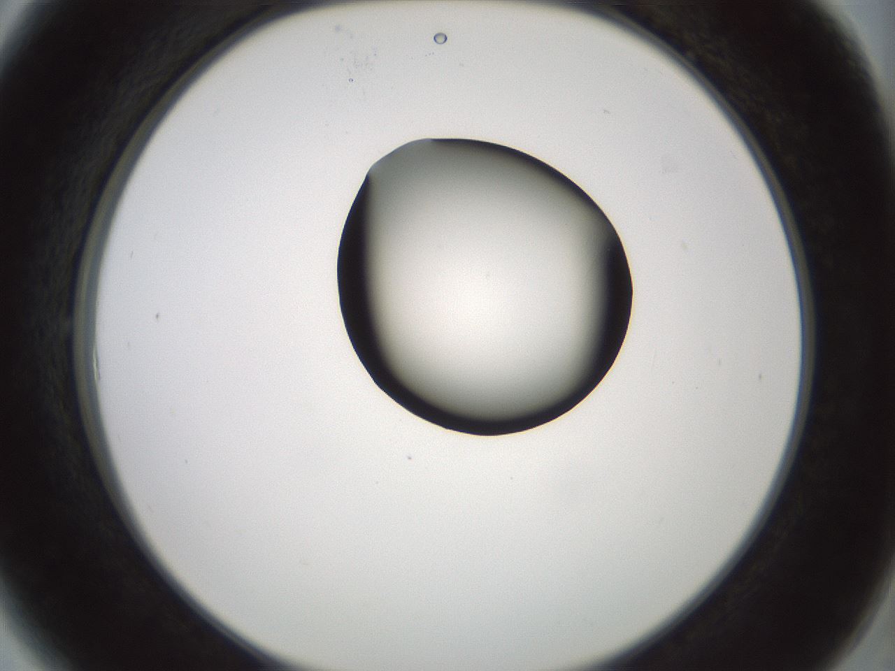 folderID230_plateID1230_batchID3779_wellNum6_profileID1_d2_r71655_ef.jpg