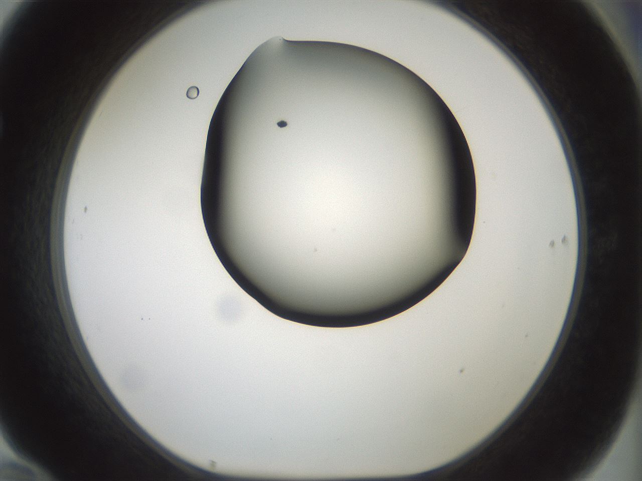 folderID230_plateID1230_batchID3779_wellNum70_profileID1_d1_r70277_ef.jpg