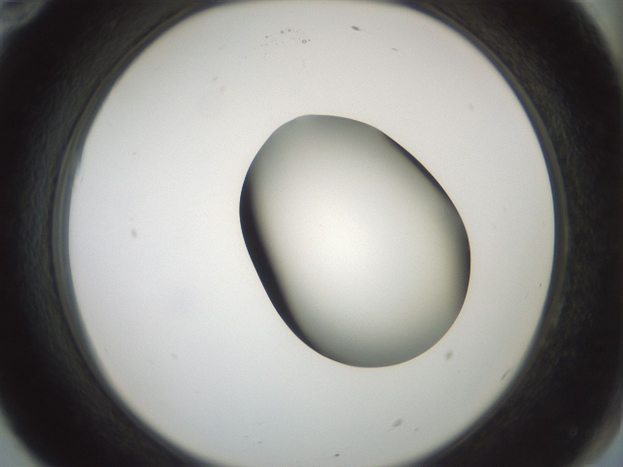 folderID230_plateID1230_batchID3779_wellNum70_profileID1_d2_r71719_ef.jpg