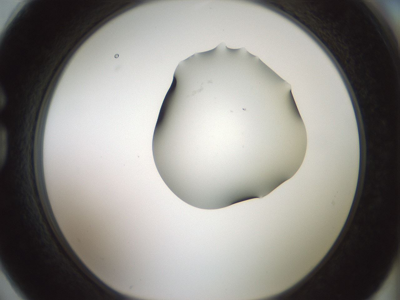 folderID230_plateID1230_batchID3779_wellNum74_profileID1_d1_r70281_ef.jpg