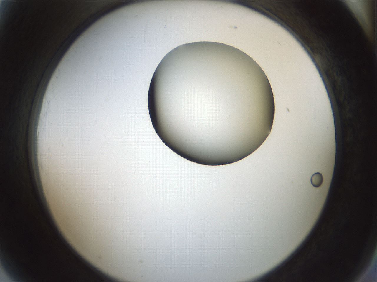 folderID230_plateID1230_batchID3779_wellNum81_profileID1_d2_r71730_ef.jpg