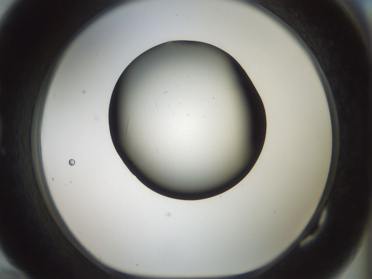 folderID230_plateID1230_batchID3779_wellNum82_profileID1_d1_r70289_ef.jpg