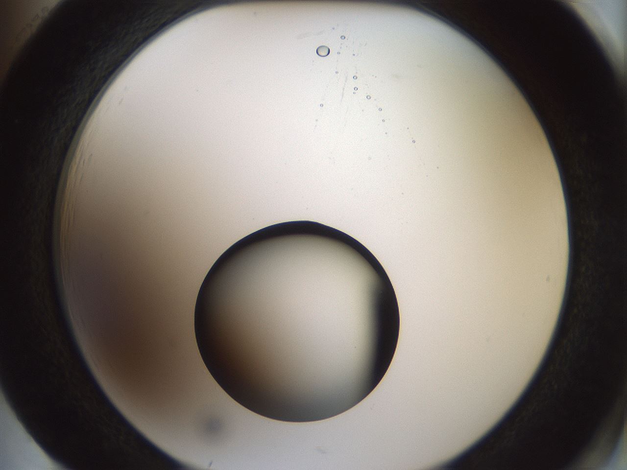 folderID230_plateID1230_batchID3779_wellNum85_profileID1_d2_r71734_ef.jpg
